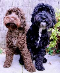 Chocolate Bitch and Black Dog Cocapoos